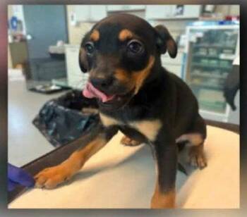Beagle and Shepherd Dogs Available for Adoption in Newport, Kentucky - Cobra | PetCurious