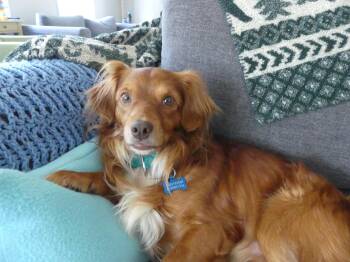Rescue Dachshund Dogs for Adoption in Portland, Oregon - Ozzy | PetCurious