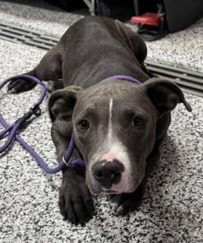 Huey -  Mixed Breed Dog for Adoption in West Chester, Pennsylvania - Huey | PetCurious