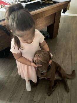 Crha / Pudge -  Labrador Retriever and Mixed Breed Dog for Adoption in Broomfield, Colorado - Crha / Pudge | PetCurious