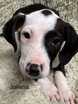 Rescue American Staffordshire Terrier and Jack Russell Terrier Dogs for Adoption in Modesto, California - Juliana | PetCurious