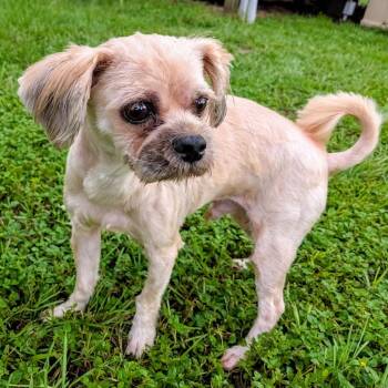 Rex Oswald -  Yorkshire Terrier Dog for Adoption in Houston, Texas - Rex Oswald | PetCurious