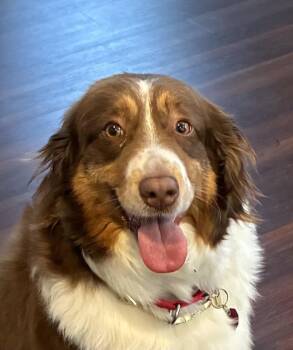 Bridgette -  Australian Shepherd Dog for Adoption in Syracuse, New York - Bridgette | PetCurious