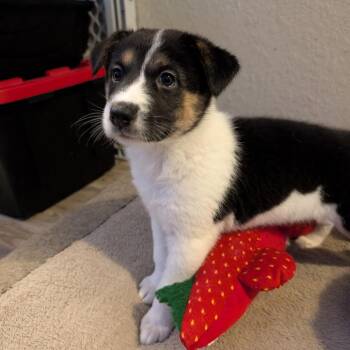 Pepper -  Shepherd and Mixed Breed Dog for Adoption in San Antonio, Texas - Pepper | PetCurious