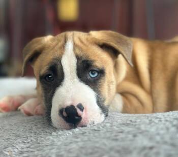 Bulldog Dogs Available for Adoption - Flint | PetCurious