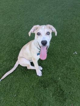 Chopper -  Catahoula Leopard Dog and Mixed Breed Dog for Adoption in Cedar Rapids, Iowa - Chopper | PetCurious