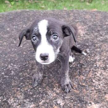 Hobbes -  Mixed Breed Dog for Adoption in Dayton, Ohio - Hobbes | PetCurious