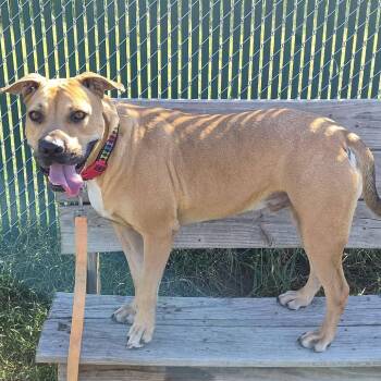 Big Red -  Black Mouth Cur and Mixed Breed Dog for Adoption in Cleveland, Mississippi - Big Red | PetCurious