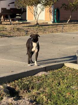 Rescue Pit Bull Terrier and Mixed Breed Dogs for Adoption in Rockport, Texas - Socks | PetCurious
