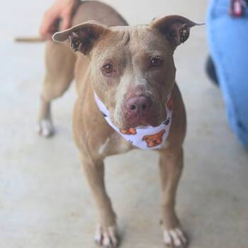 DIAMOND -  American Staffordshire Terrier Dog for Adoption in San Antonio, Texas - DIAMOND | PetCurious