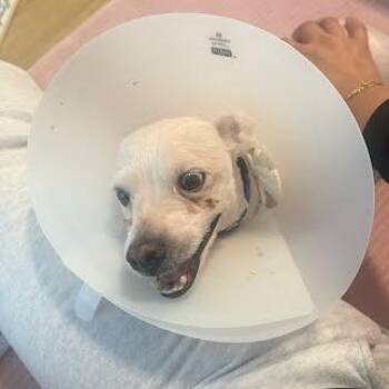 Maltese Dogs Available for Adoption in Austin, Texas - Pip | PetCurious
