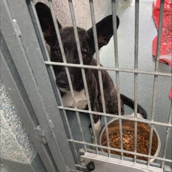 Pieter -  Dutch Shepherd Dog for Adoption in Long Beach, California - Pieter | PetCurious