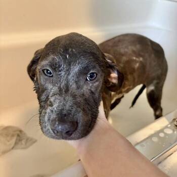 Blue Lacy Dogs Available for Adoption in Birmingham, Alabama - Azul | PetCurious