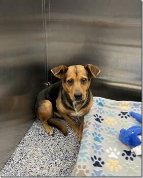 Darla Funny little Mix Shepherd but Tiny at 35 pounds. -  German Shepherd Dog and American Bully Dog for Adoption in Charlottesville, Virginia - Darla Funny Little Mix Shepherd But Tiny At 35 Pounds. | PetCurious