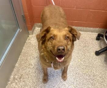 DEPUTY -  Golden Retriever and Labrador Retriever Dog for Adoption in Pueblo, Colorado - DEPUTY | PetCurious