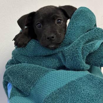 Labrador Retriever and Cattle Dog Dogs Available for Adoption in Hattiesburg, Mississippi - Vivi | PetCurious