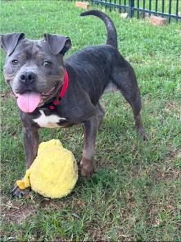 Tootsie -  Bulldog and Pit Bull Terrier Dog for Adoption in Garden Valley, Idaho - Tootsie | PetCurious