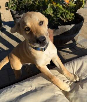 Labrador Retriever and German Shepherd Dog Dogs Available for Adoption - Teddy | PetCurious