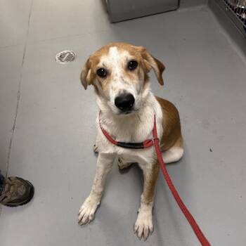 Backstreet Boys -  Mixed Breed Dog for Adoption in Asheville, North Carolina - Backstreet Boys | PetCurious