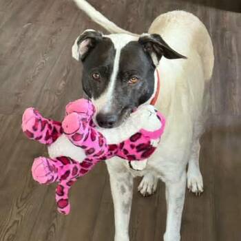 Rescue Border Collie Dogs for Adoption in Petaluma, California - Bear (Bonded Pair W/ Harli) | PetCurious