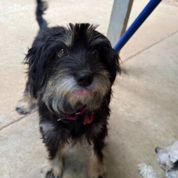Brynn -  Terrier Dog for Adoption in Helena, Alabama - Brynn | PetCurious