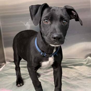 FOSTER NEEDED - Angus -  Chihuahua and Dachshund Dog for Adoption - FOSTER NEEDED - Angus | PetCurious