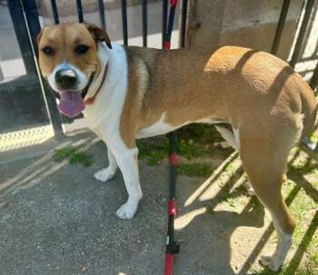 Boxer and Mixed Breed Dogs Available for Adoption in Riverside, California - OBI | PetCurious