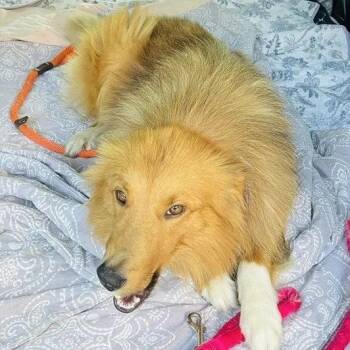 Erinie -  Collie and Shetland Sheepdog Sheltie Dog for Adoption in Dublin, Ohio - Erinie | PetCurious