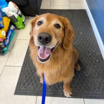 Max -  Golden Retriever Dog for Adoption in Patchogue, New York - Max | PetCurious