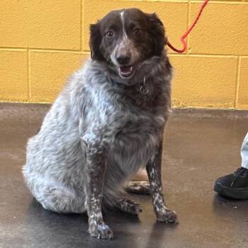 Daisy Mae -  Australian Shepherd Dog for Adoption in Norman, Oklahoma - Daisy Mae | PetCurious