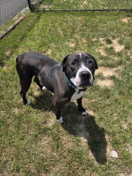 Micro Machine -  American Bulldog Dog for Adoption in Shepherdsville, Kentucky - Micro Machine | PetCurious