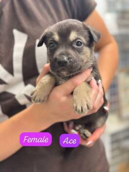 Ace -  Shepherd Dog for Adoption in Clarksburg, Ontario - Ace | PetCurious
