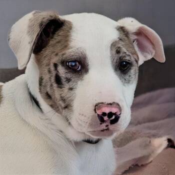 Pit Bull Terrier and Catahoula Leopard Dog Dogs Available for Adoption - Blue Moon | PetCurious