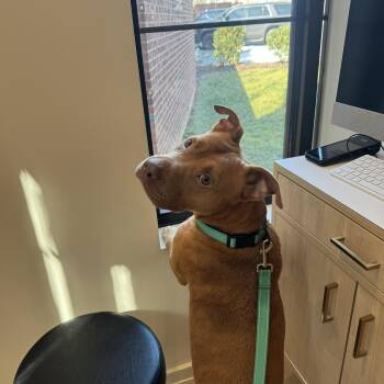 Pit Bull Terrier Dogs Available for Adoption in Cumming, Georgia - Vamos And Ken | PetCurious