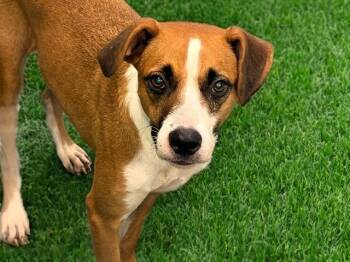 TITO -  Labrador Retriever and Staffordshire Bull Terrier Dog for Adoption in Fort Lauderdale, Florida - TITO | PetCurious