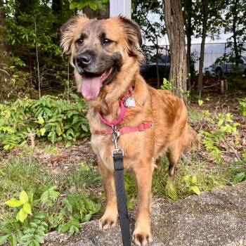Spaniel Dogs Available for Adoption in Falls Church, Virginia - Oakley | PetCurious