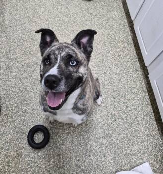Sidney -  Siberian Husky and Pit Bull Terrier Dog for Adoption in Warwick, Rhode Island - Sidney | PetCurious