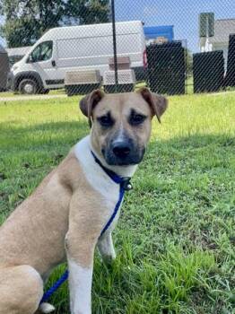 Susan -  Mixed Breed Dog for Adoption in Georgetown, South Carolina - Susan | PetCurious