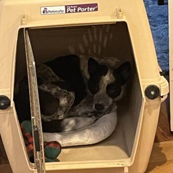 Australian Cattle Dog Blue Heeler Dogs Available for Adoption in Ferndale, Michigan - Dee | PetCurious