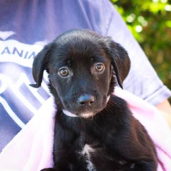 Labrador Retriever and Australian Cattle Dog Blue Heeler Dogs Available for Adoption in Hattiesburg, Mississippi - Taupe | PetCurious