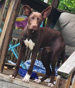 Australian Shepherd and Chocolate Labrador Retriever Dogs Available for Adoption in Rutherfordton, North Carolina - Penny | PetCurious
