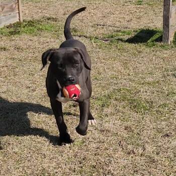 Rescue Black Labrador Retriever and American Staffordshire Terrier Dogs for Adoption in Manning, South Carolina - Chili | PetCurious