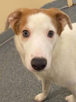 Cherry -  Shepherd Dog for Adoption in Covington, Virginia - Cherry | PetCurious