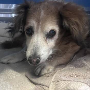 Dachshund Dogs Available for Adoption in Yuma, Arizona - Pepe | PetCurious