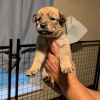 Cesar Salad -  Labrador Retriever Dog for Adoption in San Antonio, Texas - Cesar Salad | PetCurious