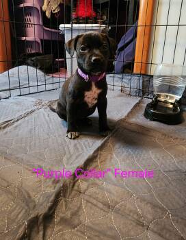 Winnie-little monster litter -  Australian Cattle Dog Blue Heeler and Boykin Spaniel Dog for Adoption in Carmel Hamlet, New York - Winnie-little Monster Litter | PetCurious