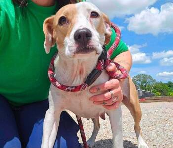 Pit Bull Terrier and Mixed Breed Dogs Available for Adoption - Queenie (mom Tiny 10 2026) | PetCurious