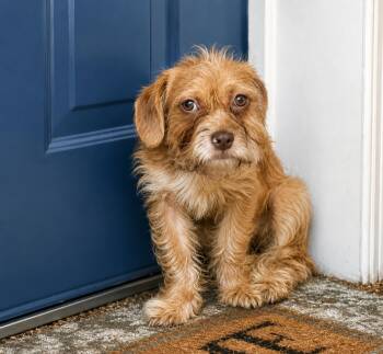 Sparkle -  Terrier Dog for Adoption in Carmel Hamlet, New York - Sparkle | PetCurious
