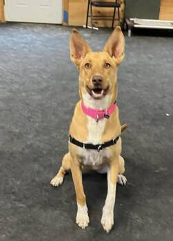German Shepherd Dog and Mixed Breed Dogs Available for Adoption in Portland, Maine - Etta James | PetCurious