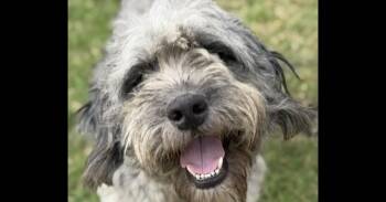 Odin -  Poodle and Schnauzer Dog for Adoption in Dallas, Texas - Odin | PetCurious